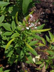 Polanisia tachysperma Torr. & A. Gray