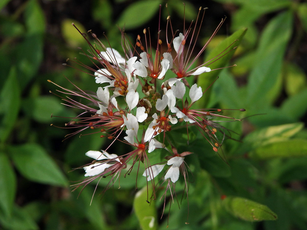 Polanisia tachysperma Torr. & A. Gray