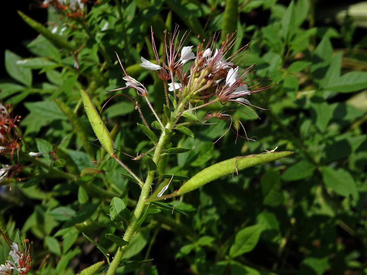 Polanisia tachysperma Torr. & A. Gray