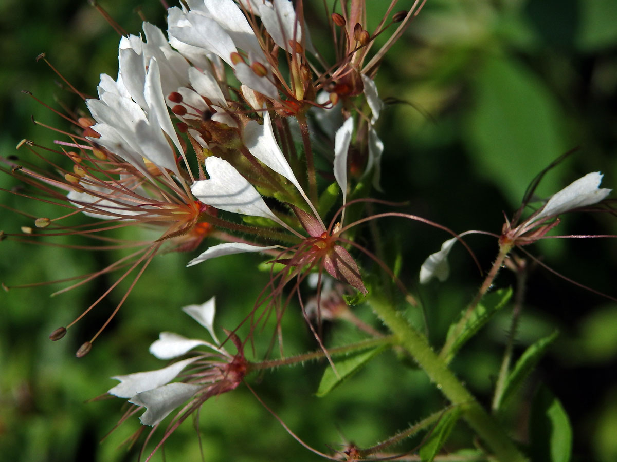 Polanisia tachysperma Torr. & A. Gray