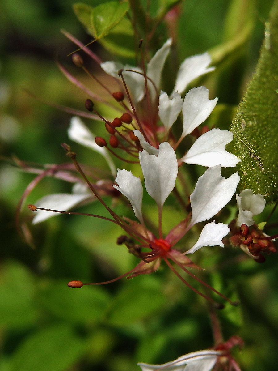 Polanisia tachysperma Torr. & A. Gray