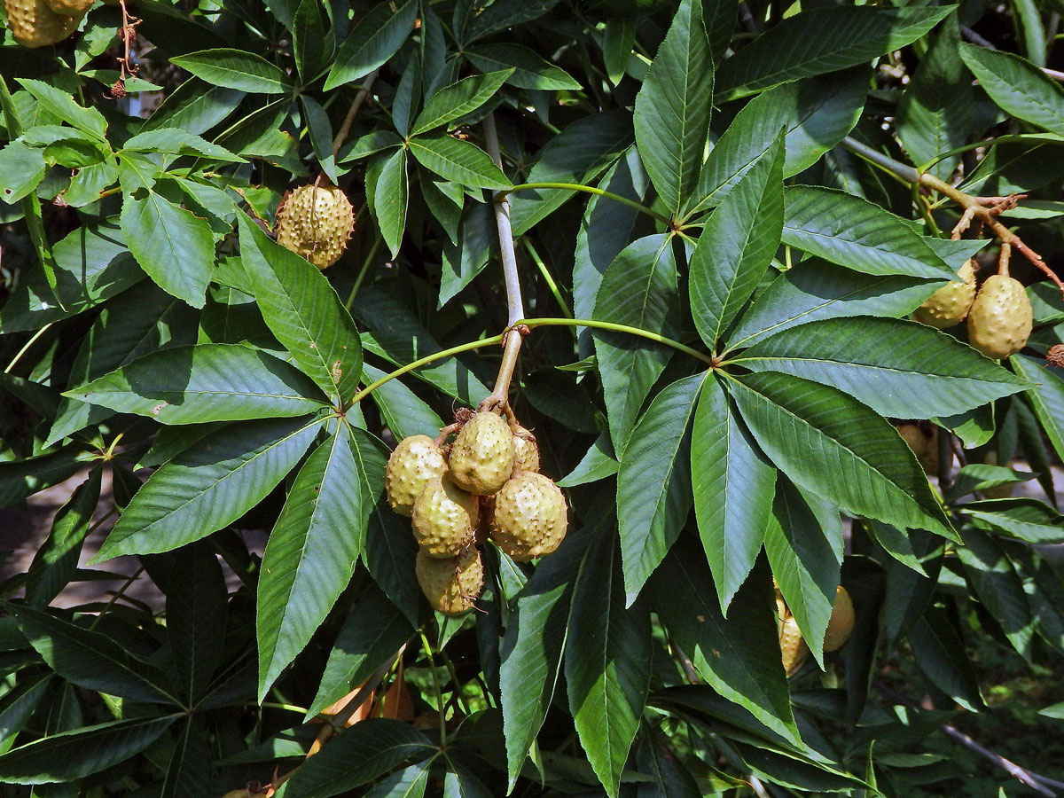 Jírovec žlutý (Aesculus octandra Marshall)