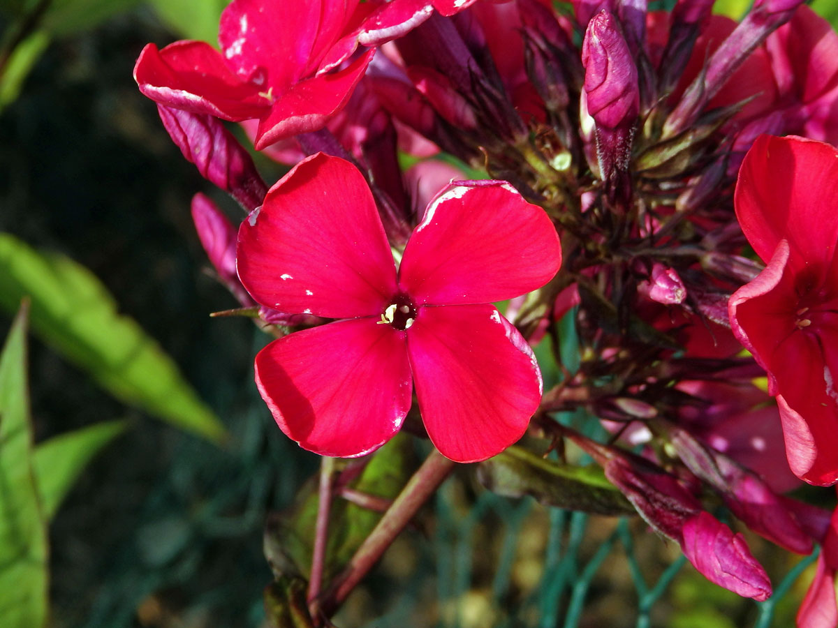 Plamenka latnatá (Phlox paniculata L.) s čtyřčetným květem (13)