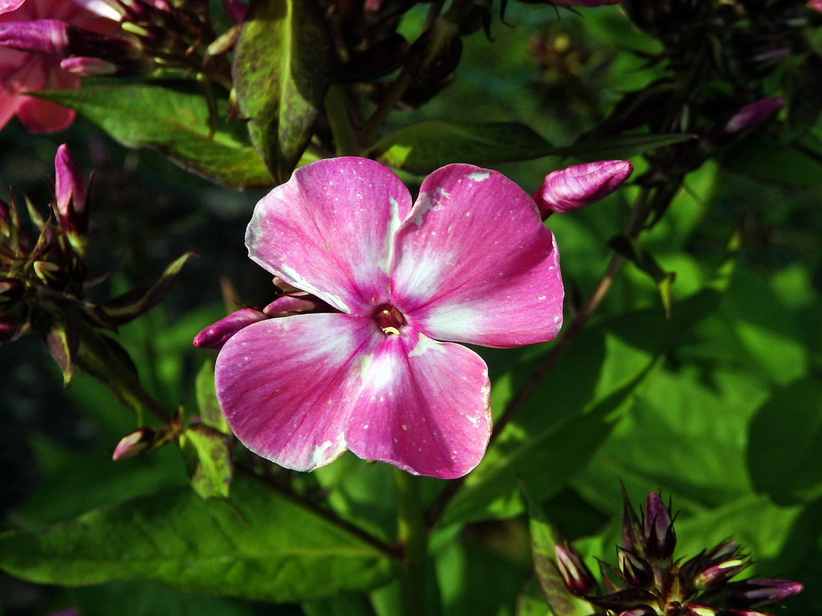 Plamenka latnatá (Phlox paniculata L.) s čtyřčetným květem (16)