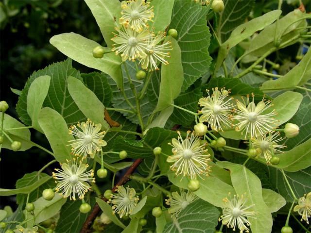 Lípa velkolistá (Tilia platyphyllos Scop.)