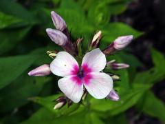 Plamenka latnatá (Phlox paniculata L.) s čtyřčetným květem (15)