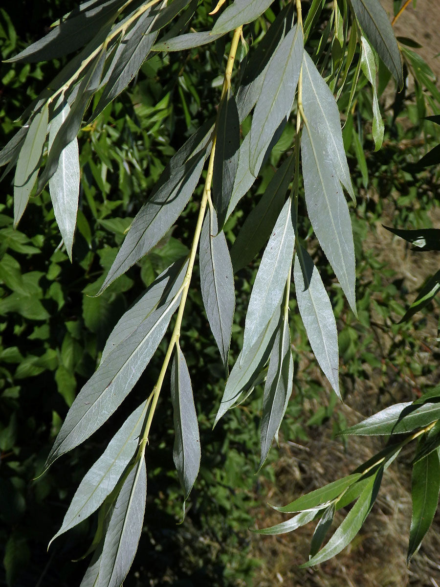 Vrba košíkářská (Salix viminalis L.)