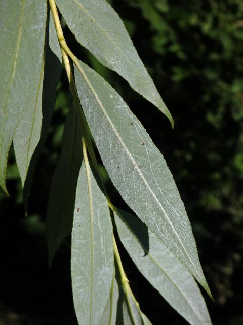 Vrba košíkářská (Salix viminalis L.)