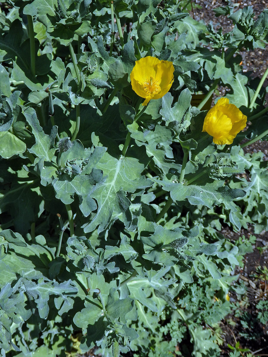 Rohatec žlutý (Glaucium flavum Crantz)