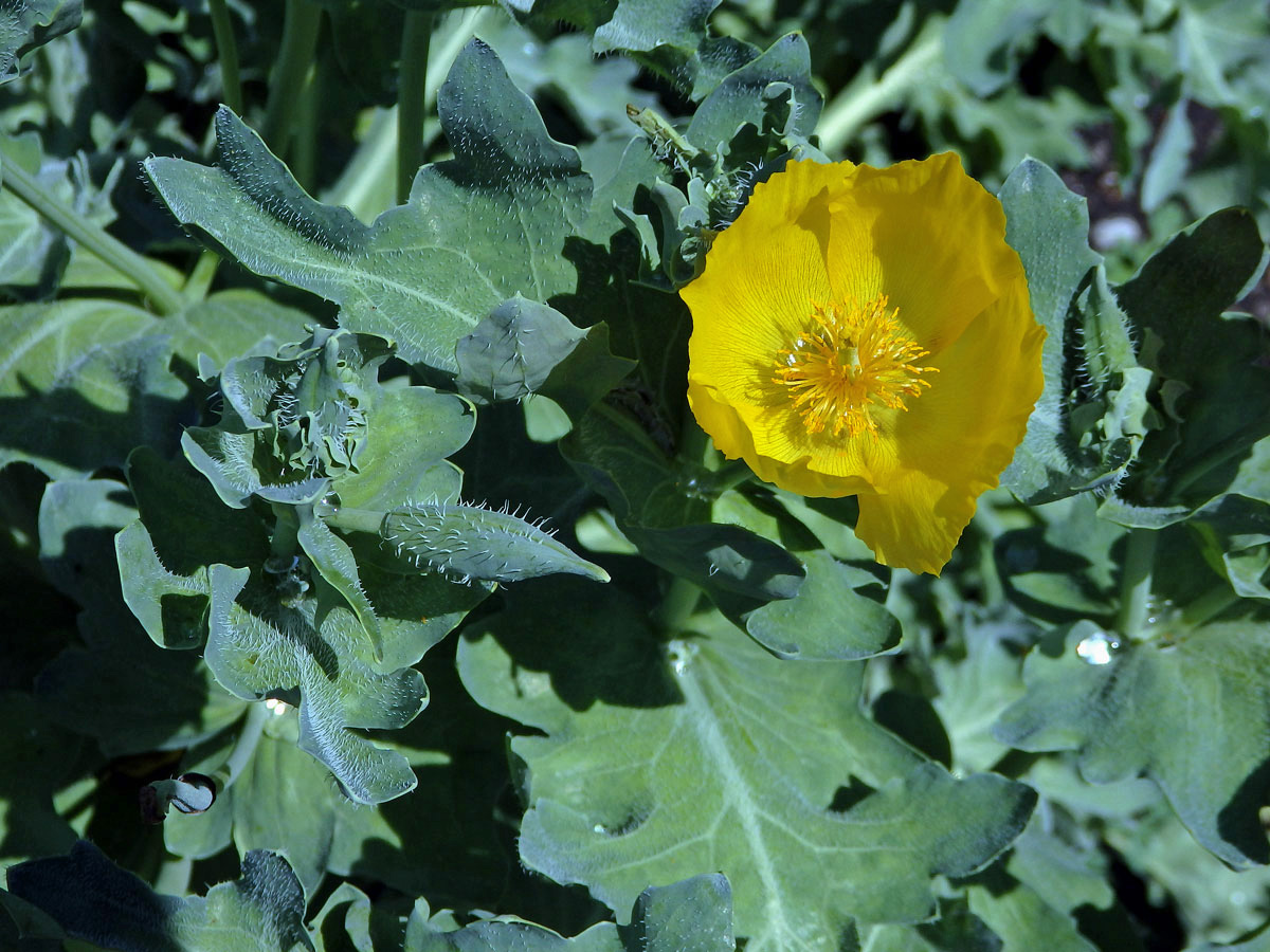 Rohatec žlutý (Glaucium flavum Crantz)