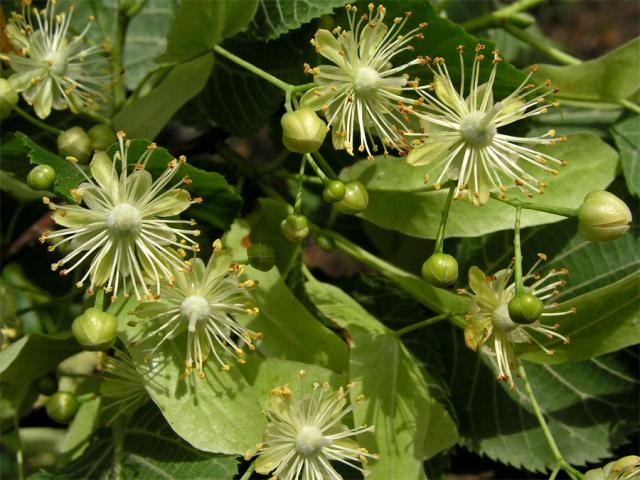 Lípa velkolistá (Tilia platyphyllos Scop.)