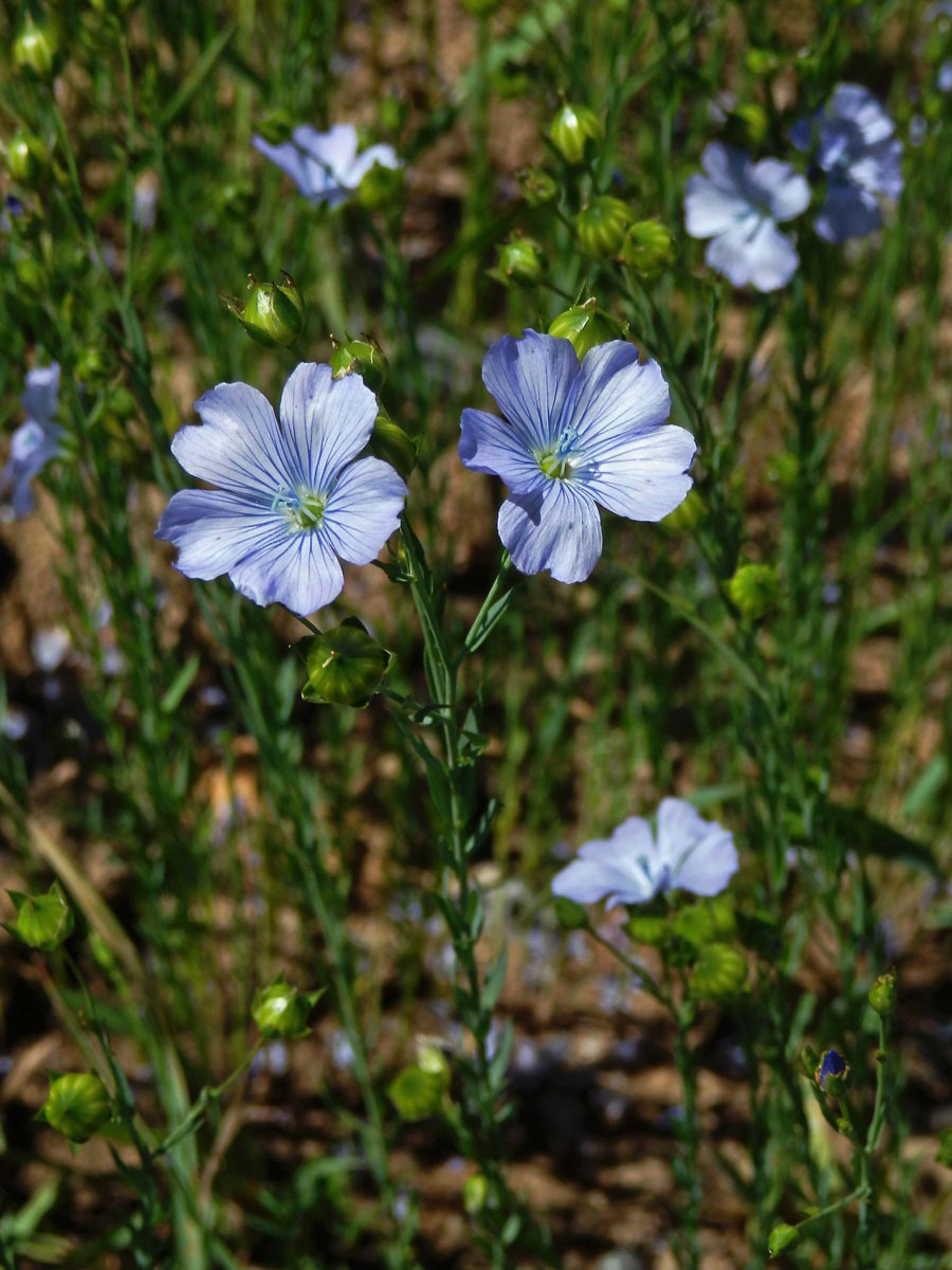 Len setý (Linum usitatissimum L.)