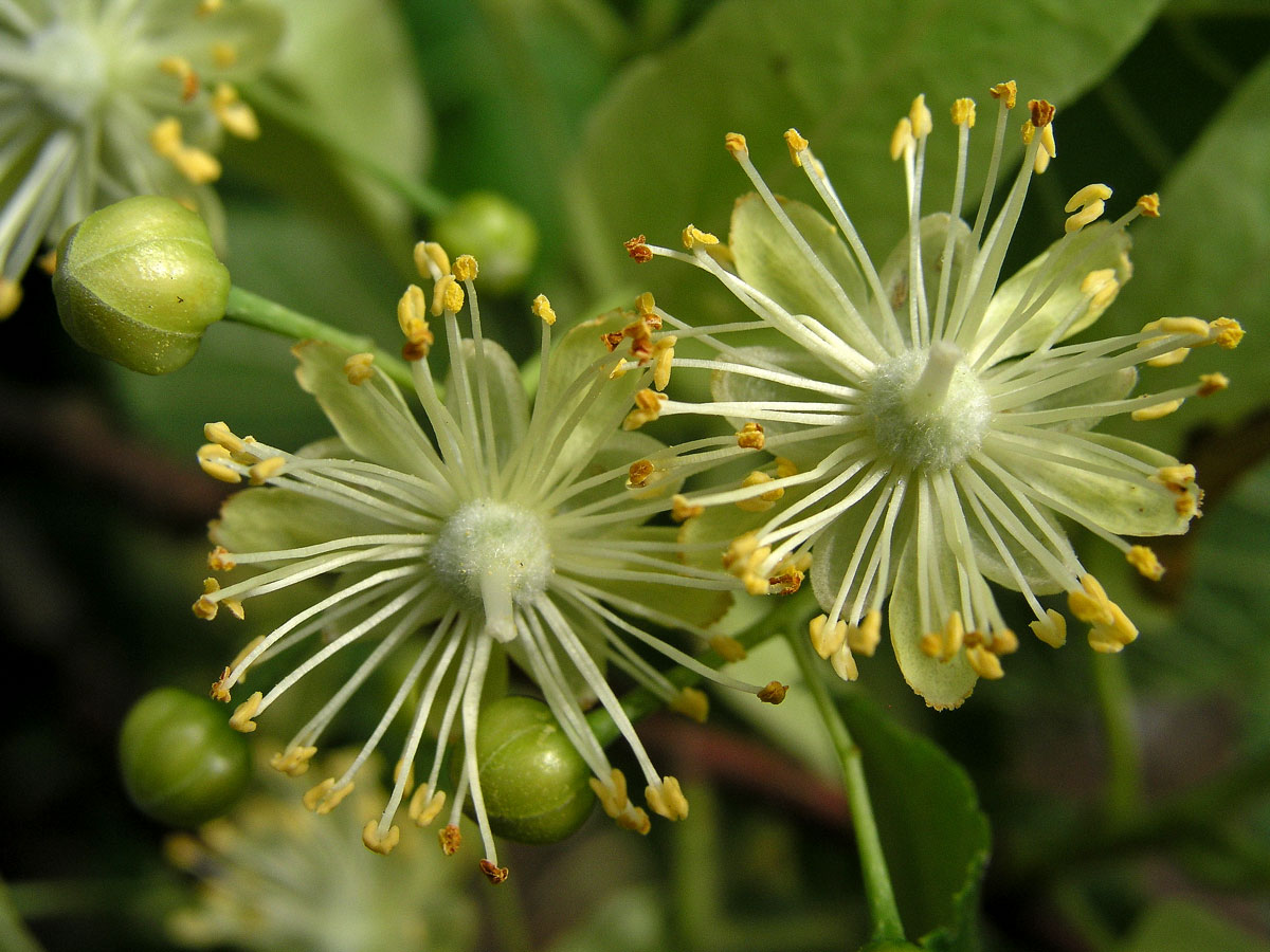 Lípa velkolistá (Tilia platyphyllos Scop.)