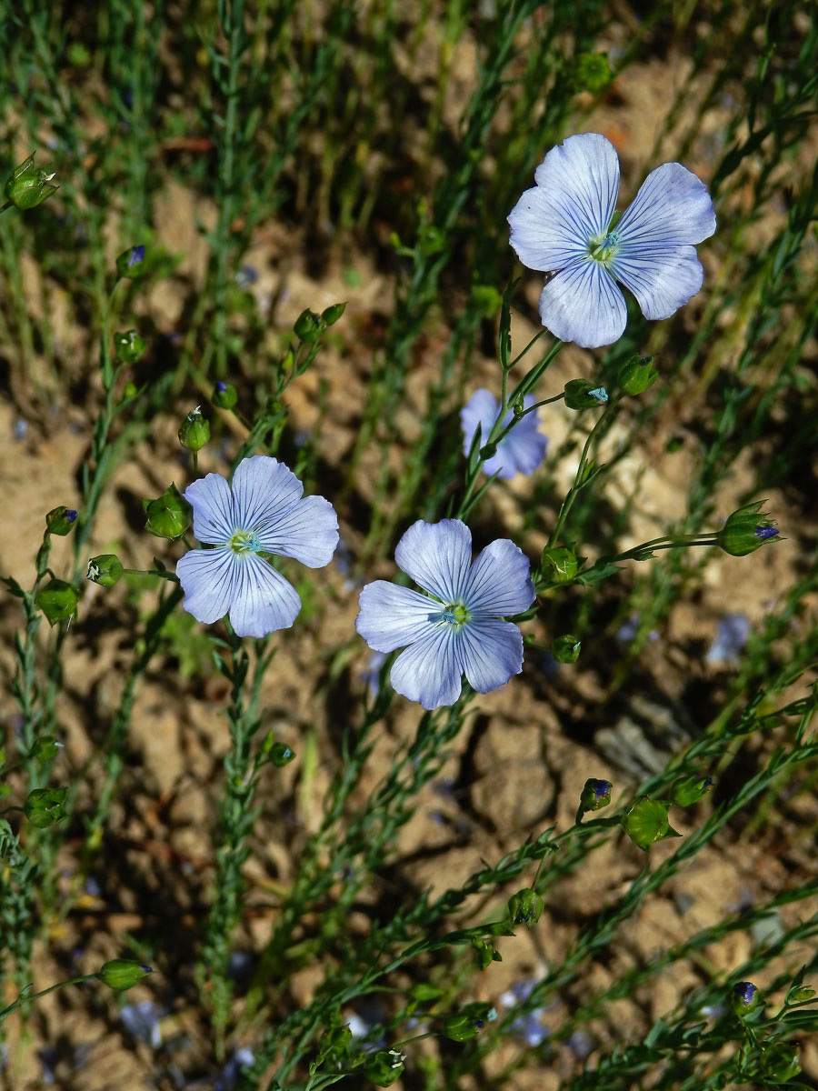 Len setý (Linum usitatissimum L.)