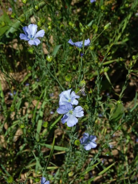 Len setý (Linum usitatissimum L.)