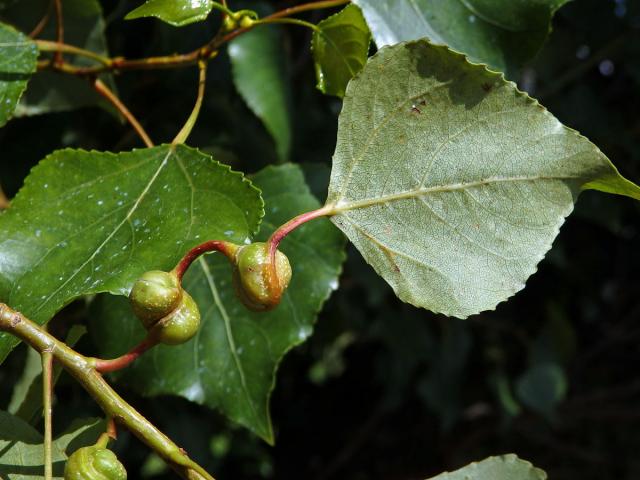 Hálky dutilky šroubovité (Pemphigus spirothecae)