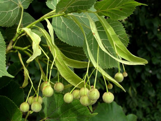 Lípa velkolistá (Tilia platyphyllos Scop.)