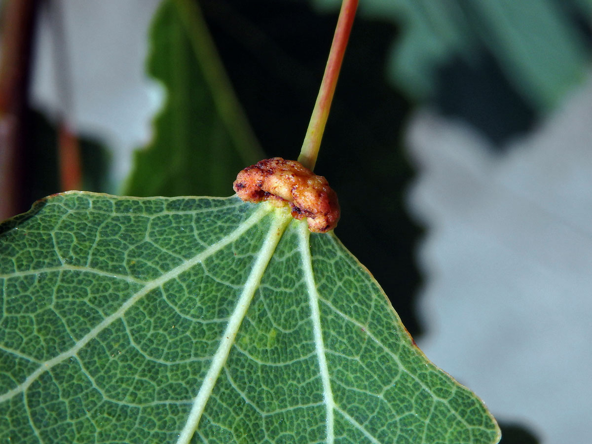 Hálky vlnovníka různotečného Eriophyes diversipunctatus, topol osika