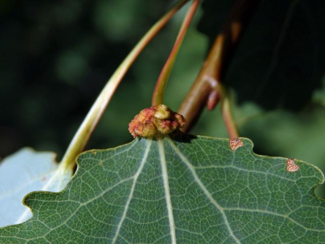 Hálky vlnovníka různotečného Eriophyes diversipunctatus, topol osika