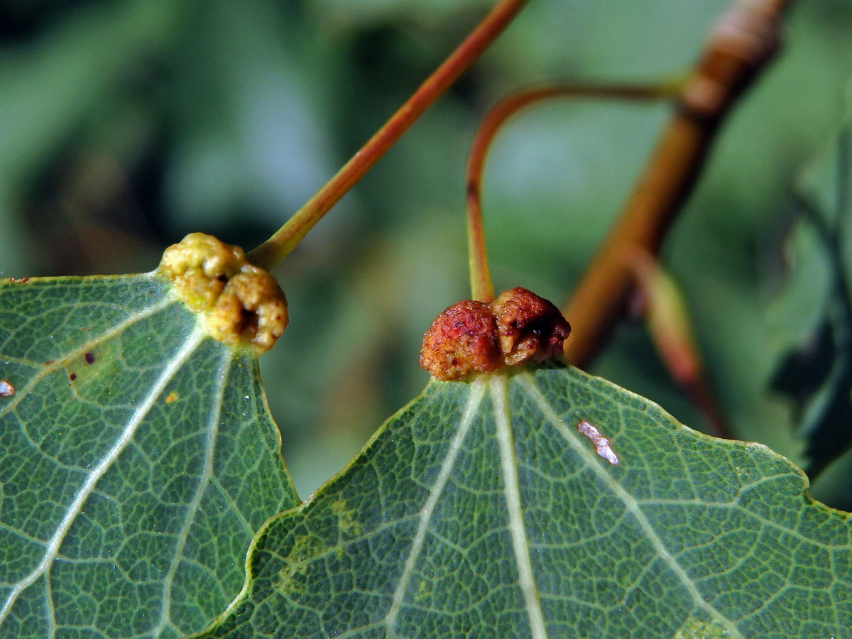 Hálky vlnovníka různotečného Eriophyes diversipunctatus, topol osika