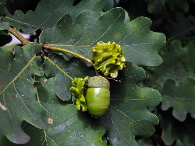 Hálky žlabatky kalichové (Andricus quercuscalicis)