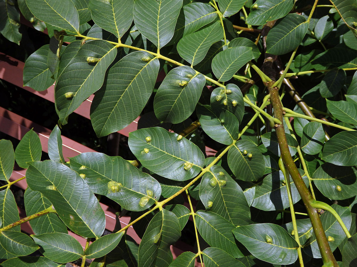 Hálky vlnovníka (Aceria tristriata)