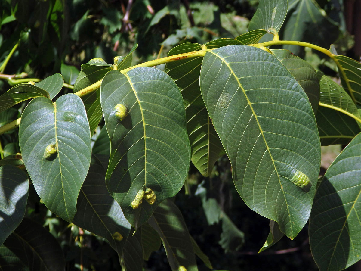 Hálky vlnovníka (Aceria tristriata)