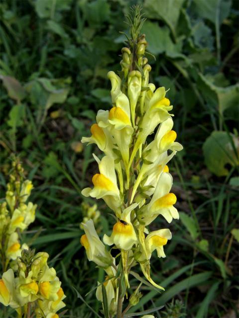 Lnice květel (Linaria vulgaris Mill.)