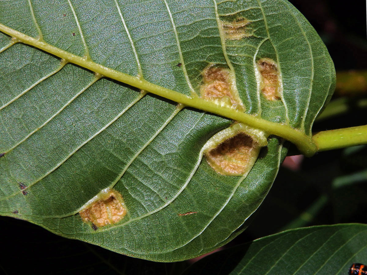 Hálky vlnovníka (Aceria tristriata)