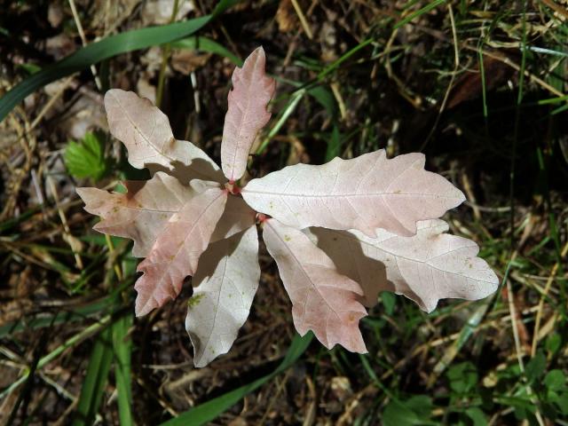 Dub letní (Quercus robur L.) - roční semenáček albín (3a)