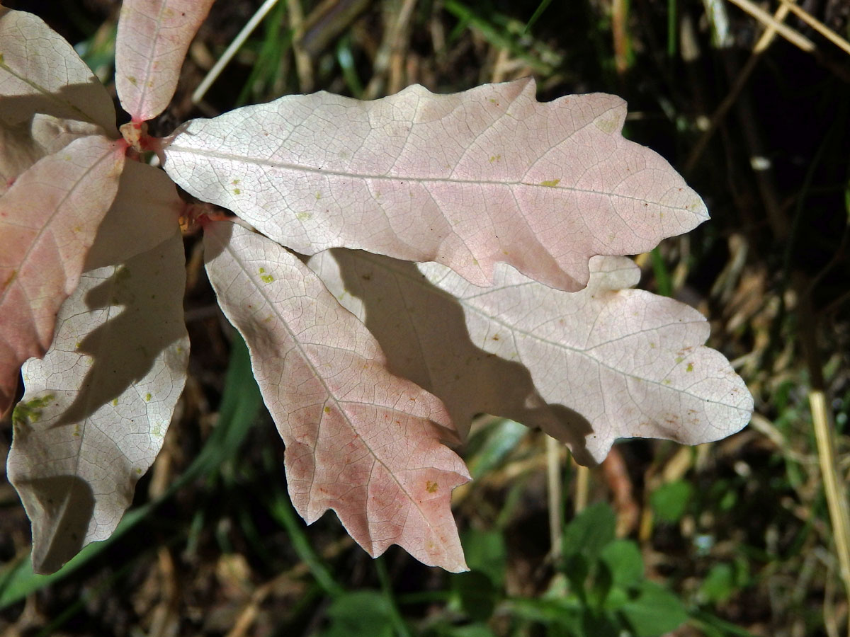 Dub letní (Quercus robur L.) - roční semenáček albín (3b)