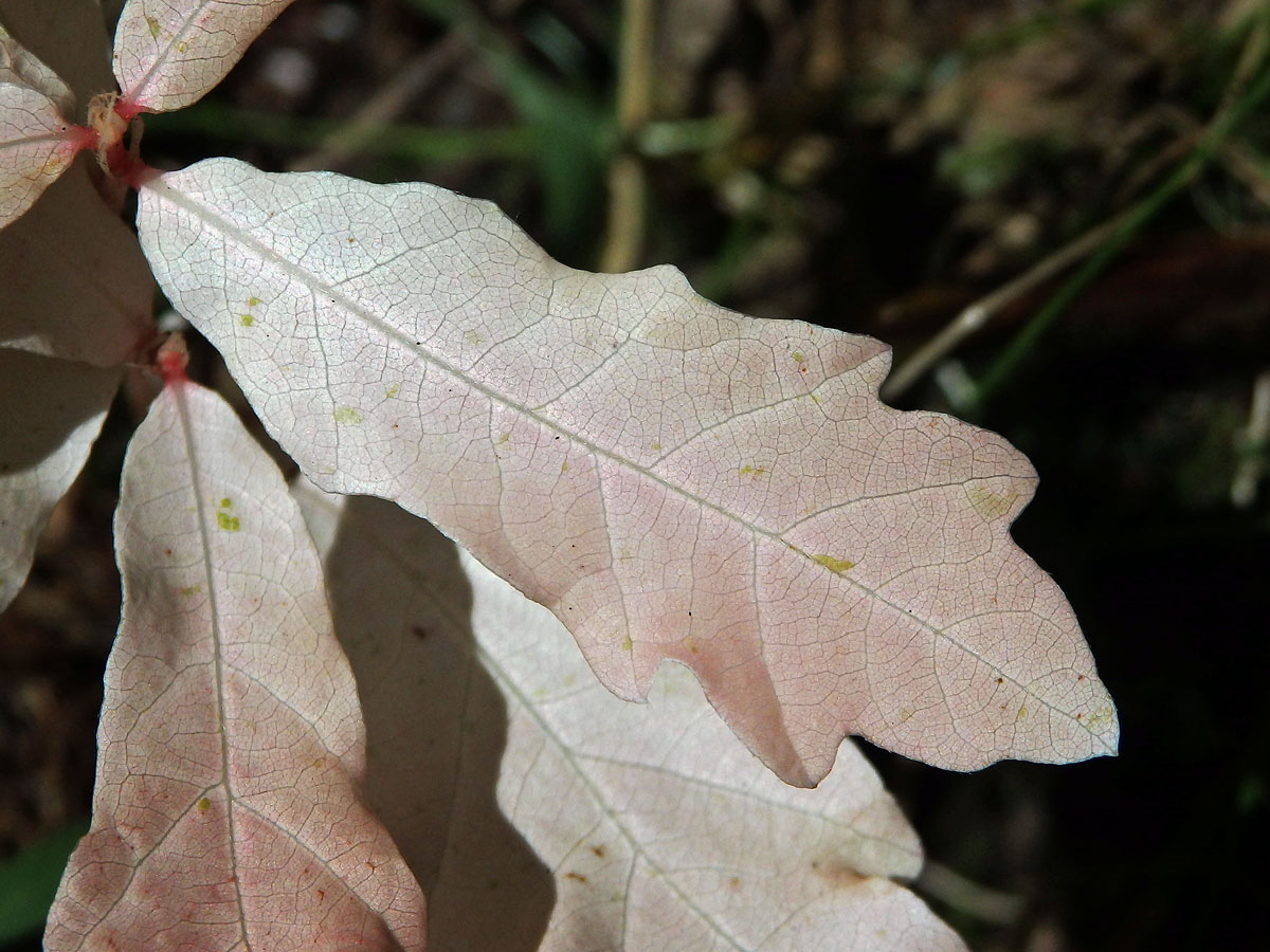 Dub letní (Quercus robur L.) - roční semenáček albín (3c)