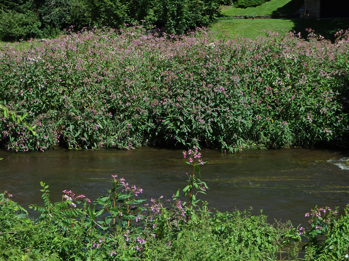 Netýkavka žláznatá (Impatiens glandulifera Royle)