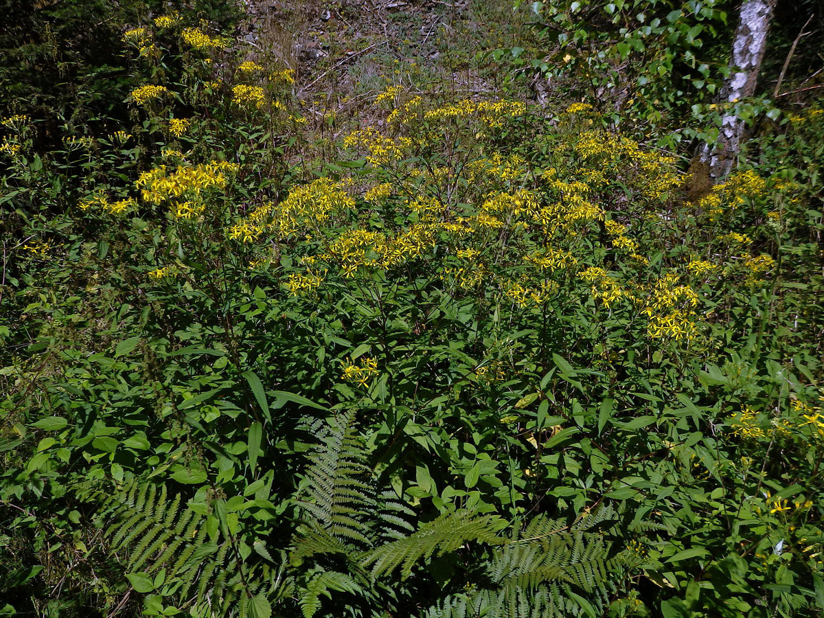 Starček Fuchsův (Senecio ovatus G., M. et Sch.) Wild.)