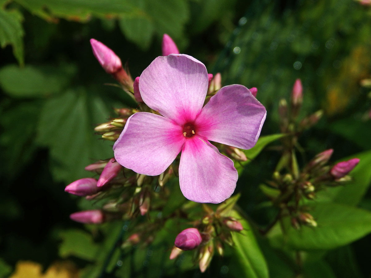 Plamenka latnatá (Phlox paniculata L.) s čtyřčetným květem (10)