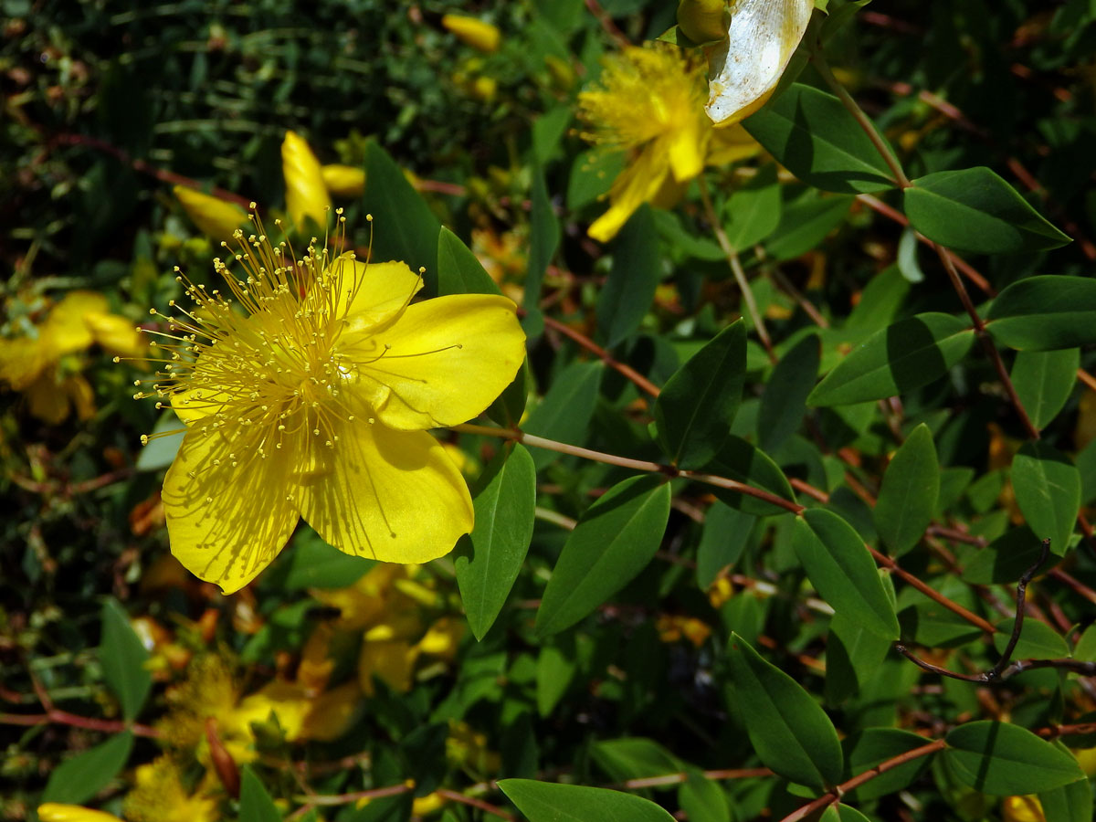 Třezalka (Hypericum xylosteifolium (Spach) N. Robson)