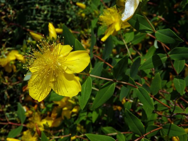 Třezalka (Hypericum xylosteifolium (Spach) N. Robson)