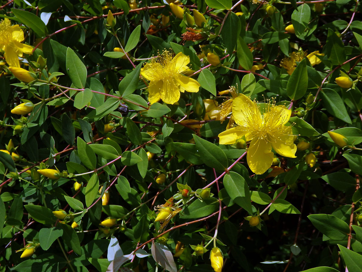 Třezalka (Hypericum xylosteifolium (Spach) N. Robson)