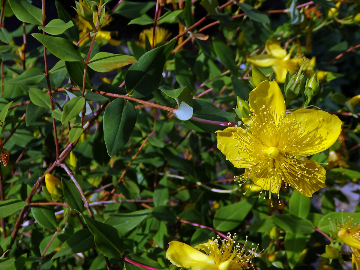 Třezalka (Hypericum xylosteifolium (Spach) N. Robson)