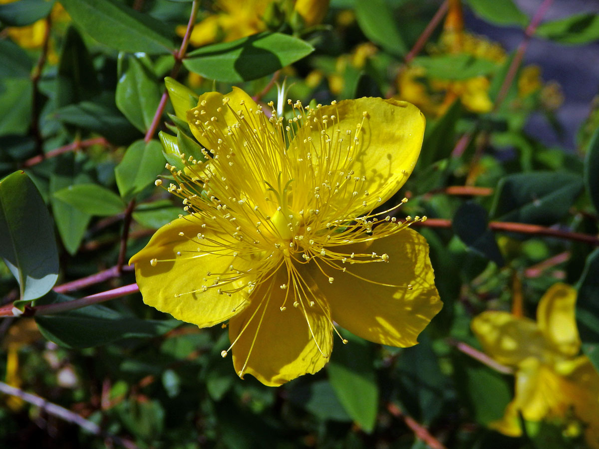 Třezalka (Hypericum xylosteifolium (Spach) N. Robson)