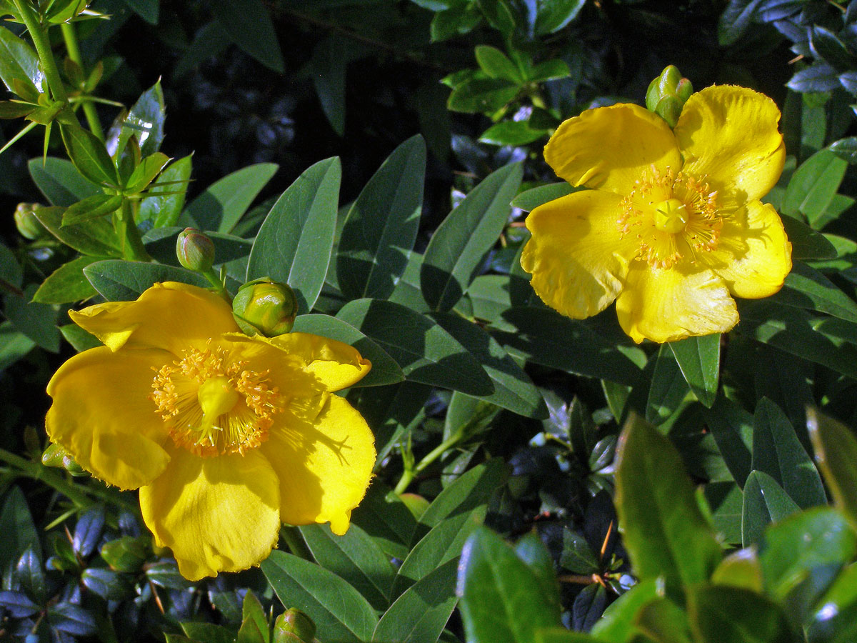 Třezalka rozkladitá (Hypericum patulum Thunb.)