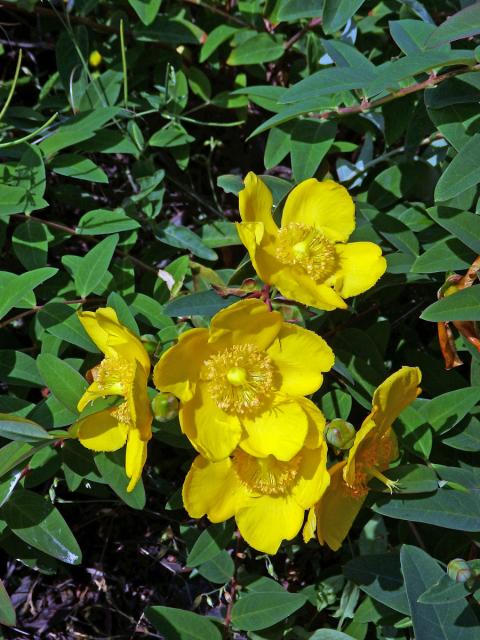 Třezalka rozkladitá (Hypericum patulum Thunb.)