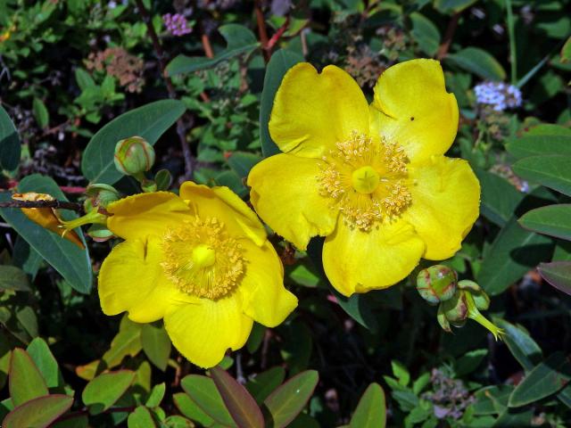 Třezalka rozkladitá (Hypericum patulum Thunb.)