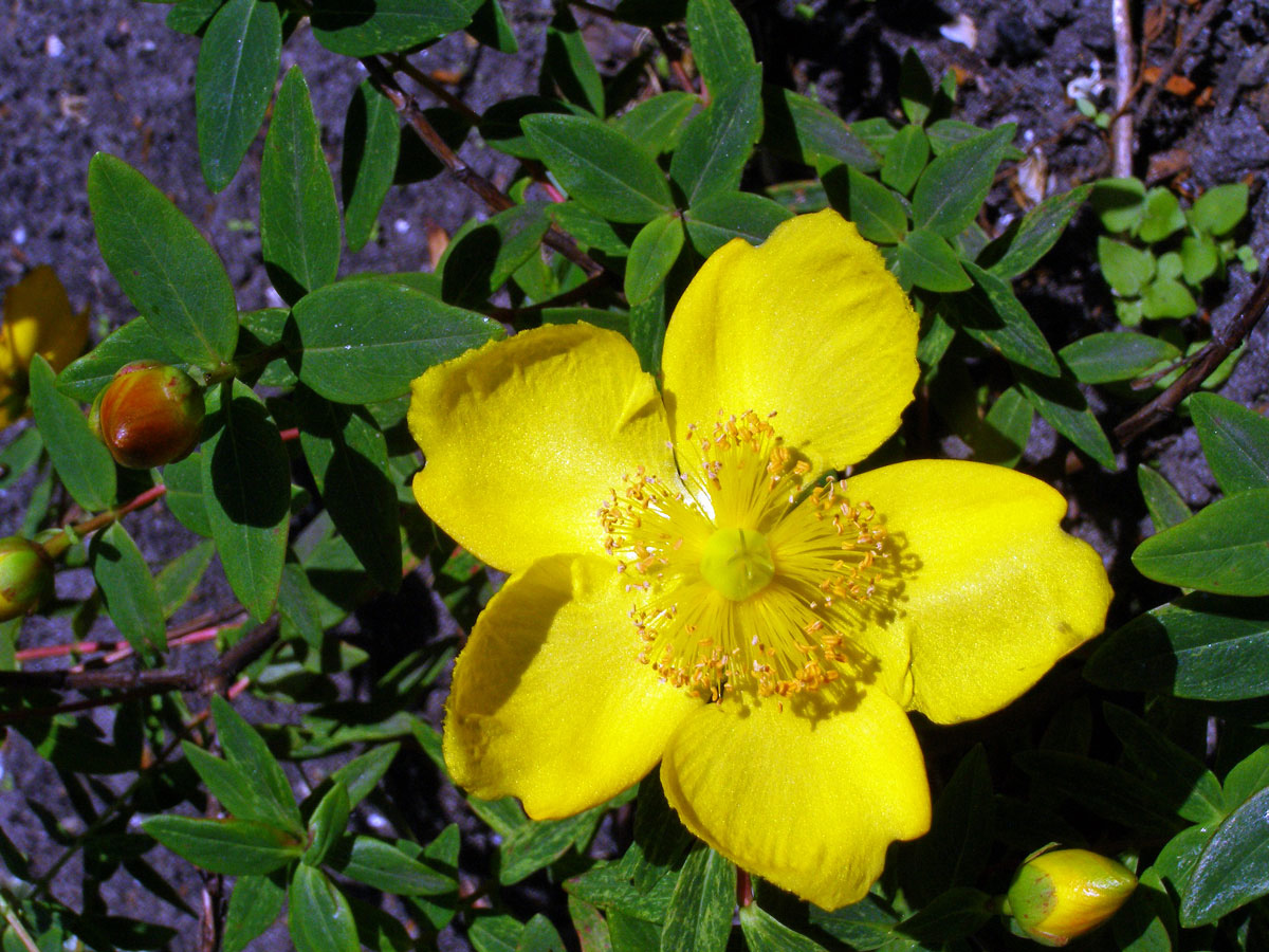 Třezalka rozkladitá (Hypericum patulum Thunb.)