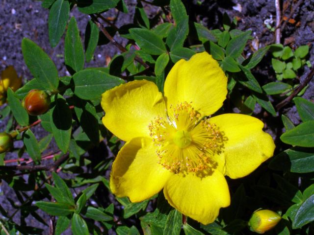 Třezalka rozkladitá (Hypericum patulum Thunb.)