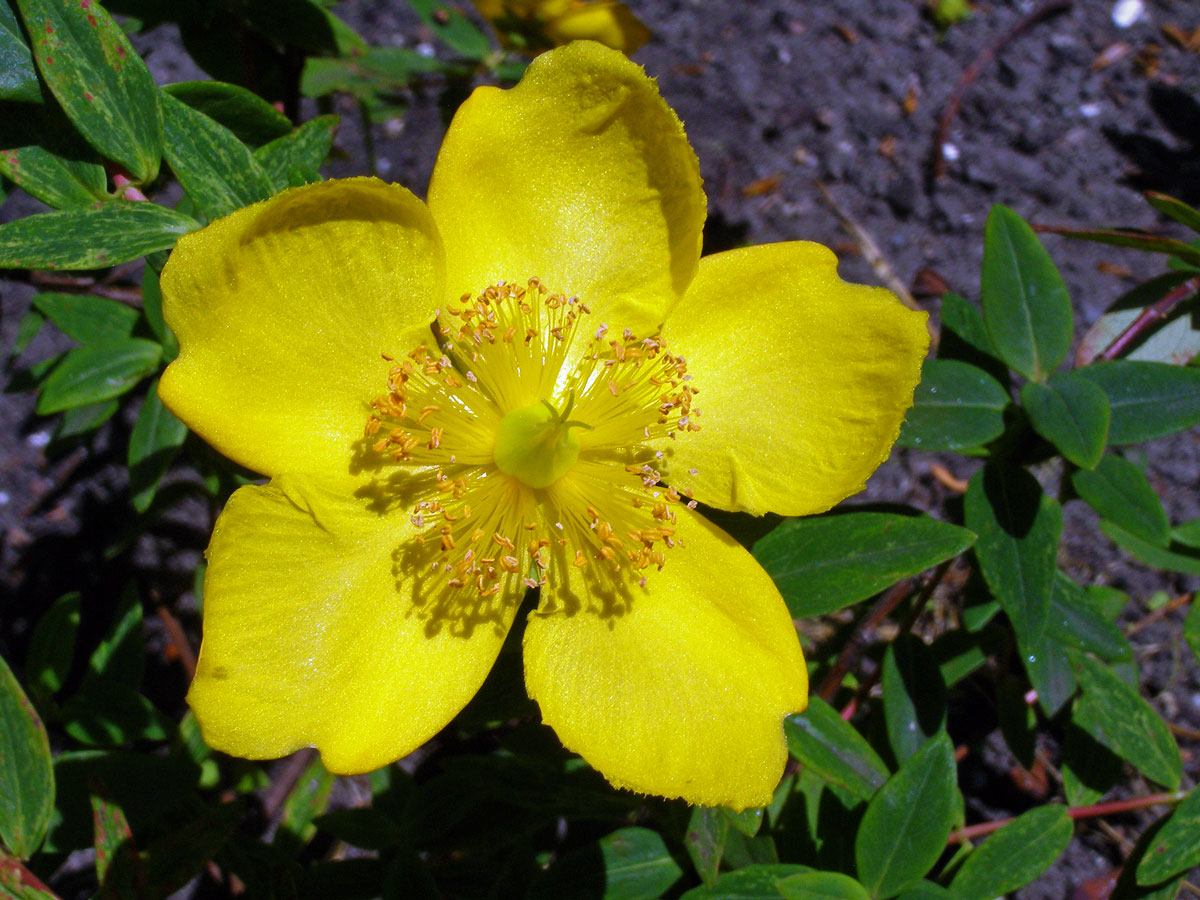 Třezalka rozkladitá (Hypericum patulum Thunb.)