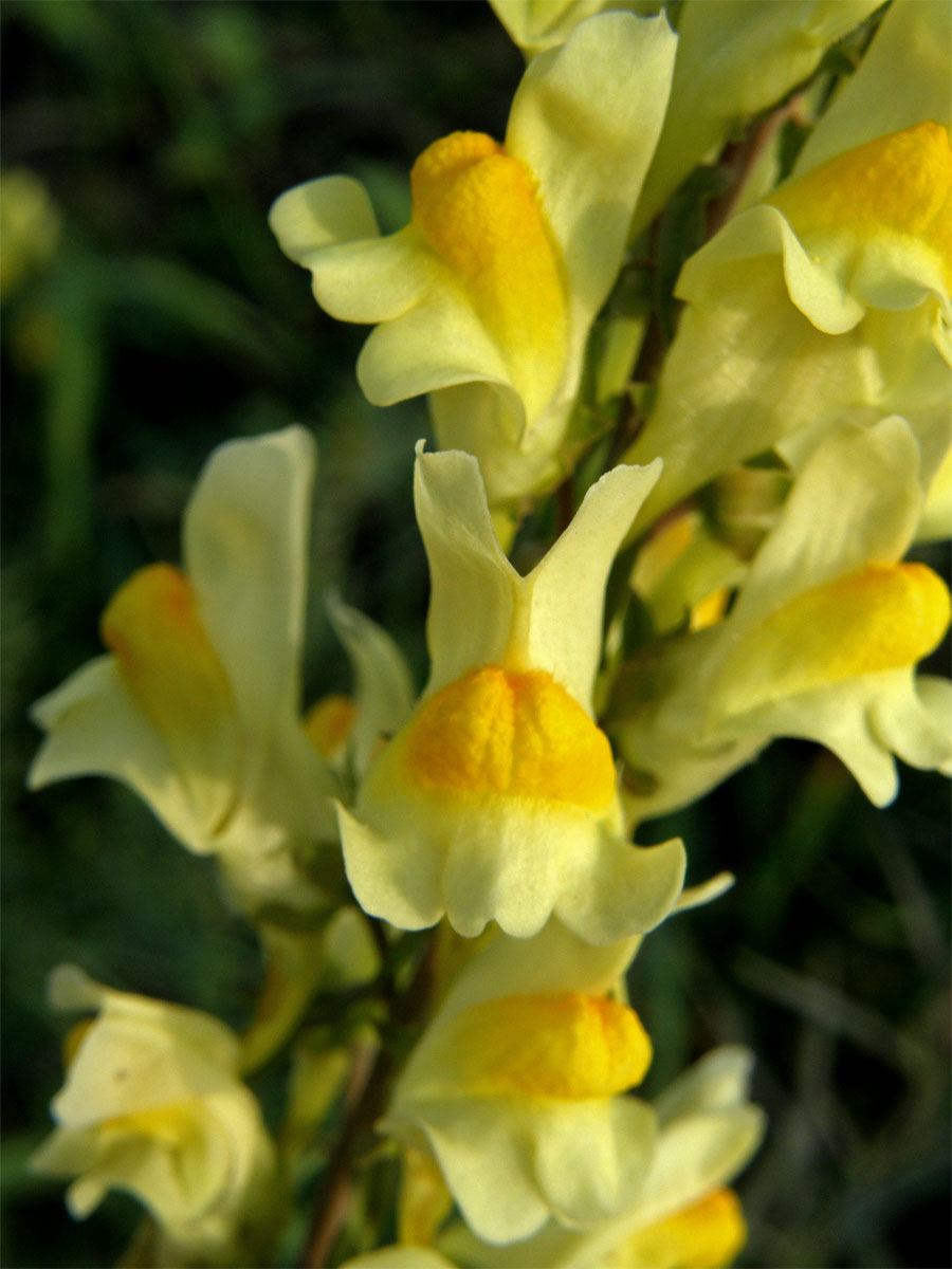 Lnice květel (Linaria vulgaris Mill.)