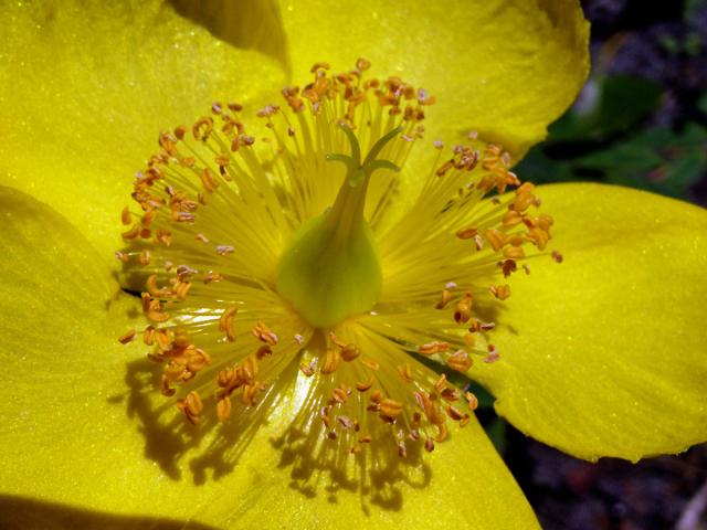 Třezalka rozkladitá (Hypericum patulum Thunb.)