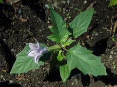 Durman obecný (Datura stramonium L. var. tatula (L.) Torr.)