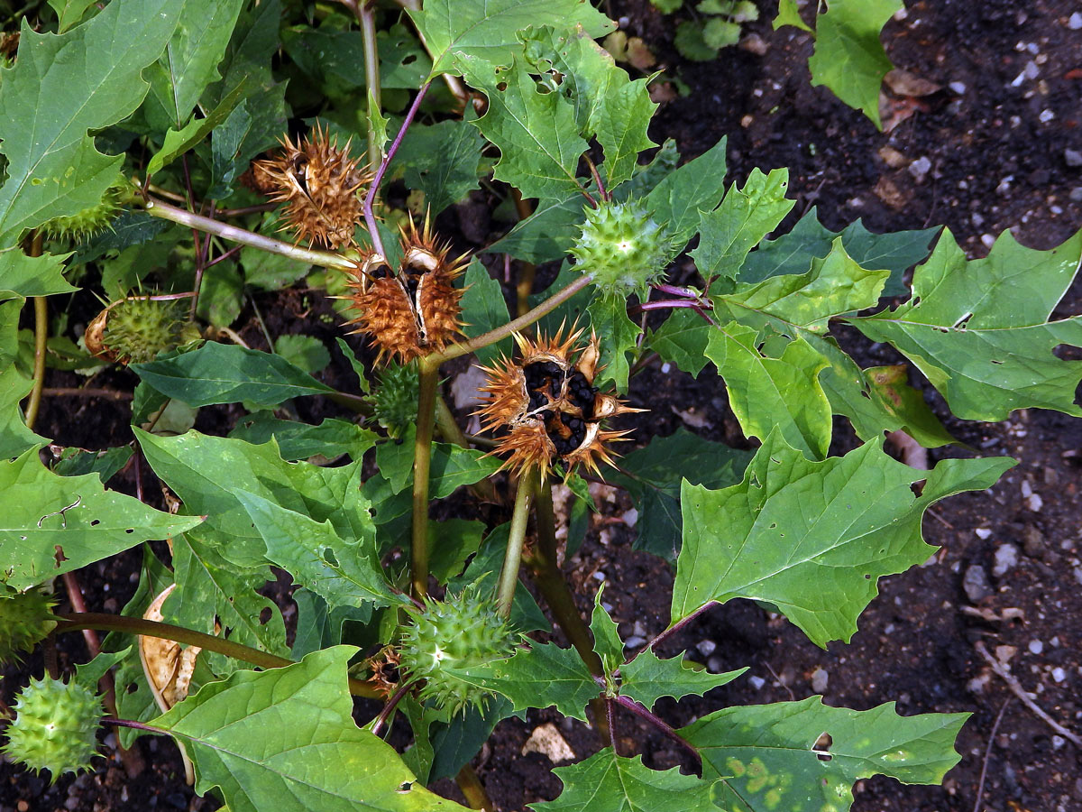 Durman obecný (Datura stramonium L.)